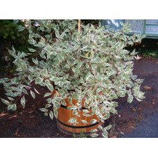 Дерен білий Сібіріка Варієгата | Cornus alba Sibirica Variegata | Дерен белый Сибирика Вариегата