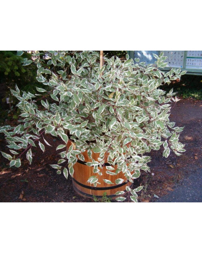 Дерен білий Сібіріка Варієгата | Cornus alba Sibirica Variegata | Дерен белый Сибирика Вариегата
