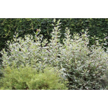 Дерен білий Сібіріка Варієгата | Cornus alba Sibirica Variegata | Дерен белый Сибирика Вариегата