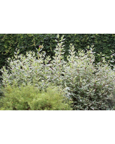 Дерен білий Сібіріка Варієгата | Cornus alba Sibirica Variegata | Дерен белый Сибирика Вариегата