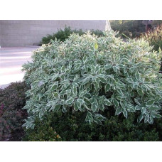 Дерен білий Сібіріка Варієгата | Cornus alba Sibirica Variegata | Дерен белый Сибирика Вариегата