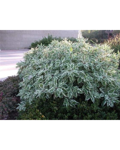 Дерен білий Сібіріка Варієгата | Cornus alba Sibirica Variegata | Дерен белый Сибирика Вариегата