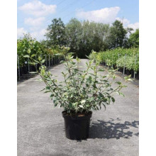 Дерен білий Сібіріка Варієгата | Cornus alba Sibirica Variegata | Дерен белый Сибирика Вариегата