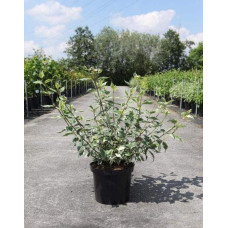 Дерен білий Сібіріка Варієгата | Cornus alba Sibirica Variegata | Дерен белый Сибирика Вариегата