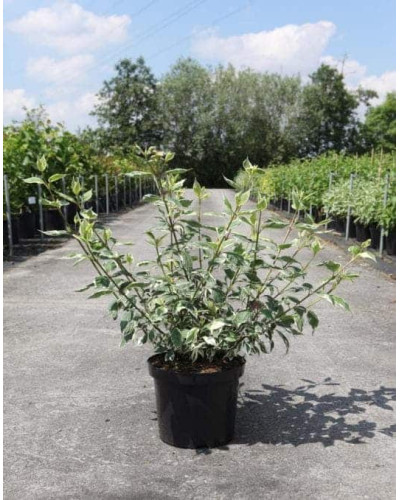 Дерен білий Сібіріка Варієгата | Cornus alba Sibirica Variegata | Дерен белый Сибирика Вариегата