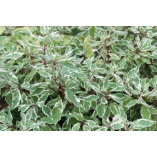 Дерен білий Сібіріка Варієгата | Cornus alba Sibirica Variegata | Дерен белый Сибирика Вариегата
