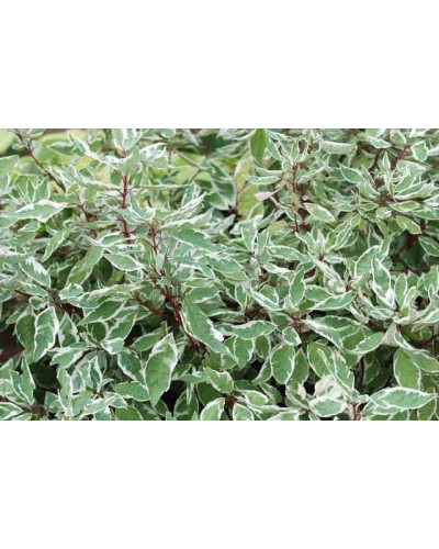 Дерен білий Сібіріка Варієгата | Cornus alba Sibirica Variegata | Дерен белый Сибирика Вариегата