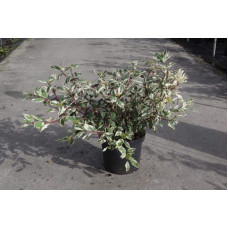 Дерен білий Сібіріка Варієгата | Cornus alba Sibirica Variegata | Дерен белый Сибирика Вариегата