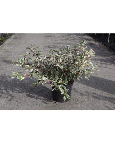 Дерен білий Сібіріка Варієгата | Cornus alba Sibirica Variegata | Дерен белый Сибирика Вариегата