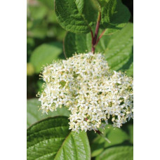 Дерен білий Сайберіан Перл | Cornus alba Siberian Pearls | Дерен белый Сайбериан Перл