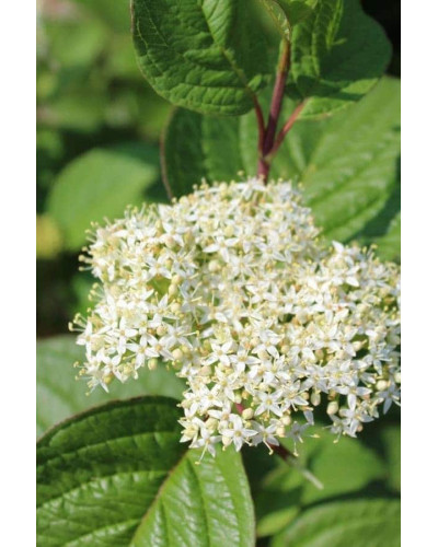 Дерен білий Сайберіан Перл | Cornus alba Siberian Pearls | Дерен белый Сайбериан Перл