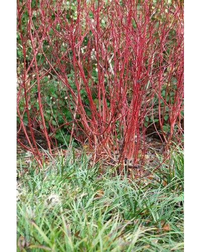 Дерен білий Сайберіан Перл | Cornus alba Siberian Pearls | Дерен белый Сайбериан Перл