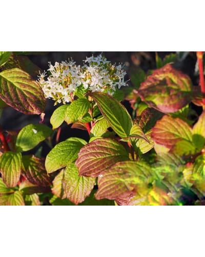 Дерен білий Сайберіан Перл | Cornus alba Siberian Pearls | Дерен белый Сайбериан Перл