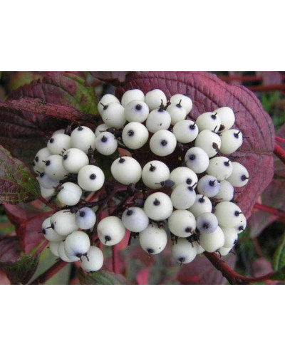 Дерен білий Сайберіан Перл | Cornus alba Siberian Pearls | Дерен белый Сайбериан Перл