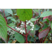 Дерен білий Сайберіан Перл | Cornus alba Siberian Pearls | Дерен белый Сайбериан Перл