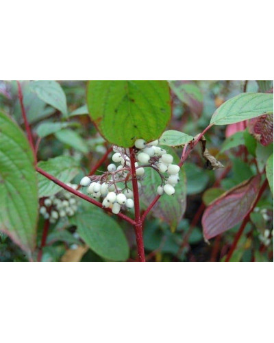 Дерен білий Сайберіан Перл | Cornus alba Siberian Pearls | Дерен белый Сайбериан Перл