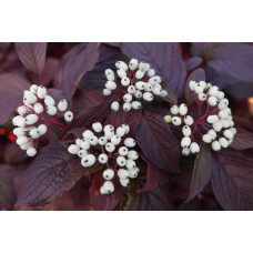 Дерен білий Сайберіан Перл | Cornus alba Siberian Pearls | Дерен белый Сайбериан Перл