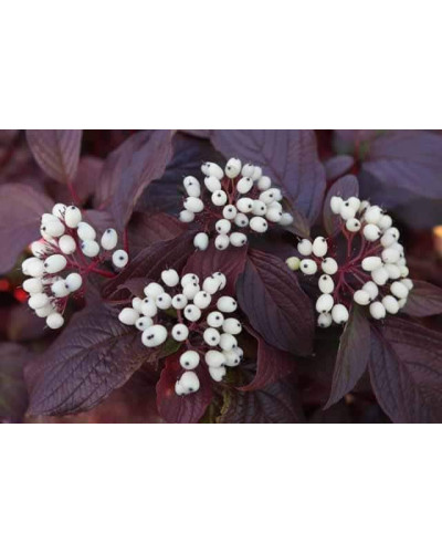 Дерен білий Сайберіан Перл | Cornus alba Siberian Pearls | Дерен белый Сайбериан Перл