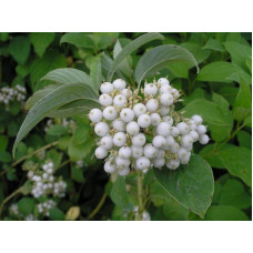 Дерен білий Сайберіан Перл | Cornus alba Siberian Pearls | Дерен белый Сайбериан Перл