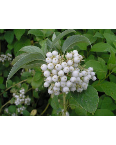 Дерен білий Сайберіан Перл | Cornus alba Siberian Pearls | Дерен белый Сайбериан Перл