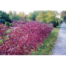 Дерен білий Сайберіан Перл | Cornus alba Siberian Pearls | Дерен белый Сайбериан Перл