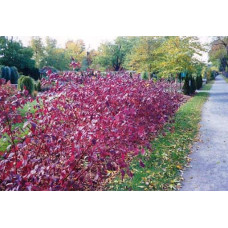 Дерен білий Сайберіан Перл | Cornus alba Siberian Pearls | Дерен белый Сайбериан Перл