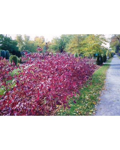 Дерен білий Сайберіан Перл | Cornus alba Siberian Pearls | Дерен белый Сайбериан Перл