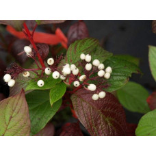 Дерен білий Сайберіан Перл | Cornus alba Siberian Pearls | Дерен белый Сайбериан Перл