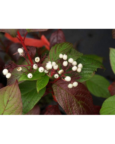 Дерен білий Сайберіан Перл | Cornus alba Siberian Pearls | Дерен белый Сайбериан Перл