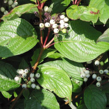 Дерен білий Сайберіан Перл | Cornus alba Siberian Pearls | Дерен белый Сайбериан Перл