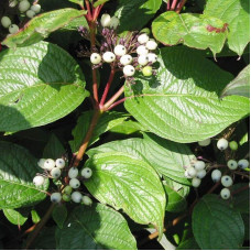 Дерен білий Сайберіан Перл | Cornus alba Siberian Pearls | Дерен белый Сайбериан Перл
