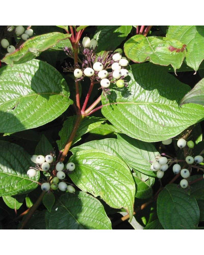 Дерен білий Сайберіан Перл | Cornus alba Siberian Pearls | Дерен белый Сайбериан Перл