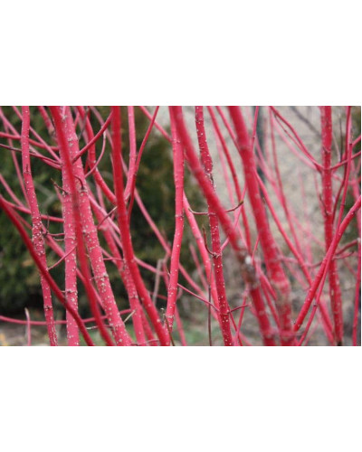 Дерен білий Сайберіан Перл | Cornus alba Siberian Pearls | Дерен белый Сайбериан Перл