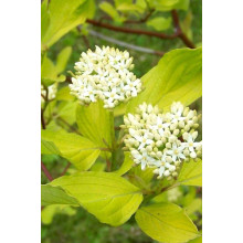 Дерен білий Ауреа | Cornus alba Aurea | Дерен белый Ауреа