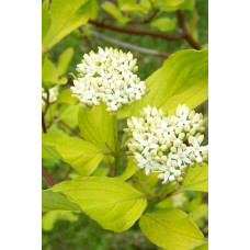 Дерен білий Ауреа | Cornus alba Aurea | Дерен белый Ауреа