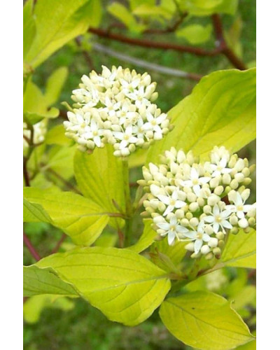 Дерен білий Ауреа | Cornus alba Aurea | Дерен белый Ауреа