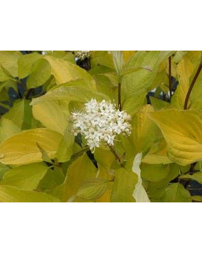 Дерен білий Ауреа | Cornus alba Aurea | Дерен белый Ауреа