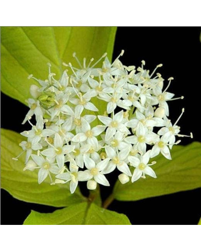 Дерен білий Ауреа | Cornus alba Aurea | Дерен белый Ауреа