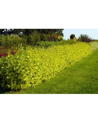 Дерен білий Ауреа | Cornus alba Aurea | Дерен белый Ауреа