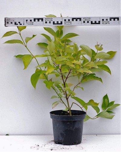 Дерен білий Ауреа | Cornus alba Aurea | Дерен белый Ауреа