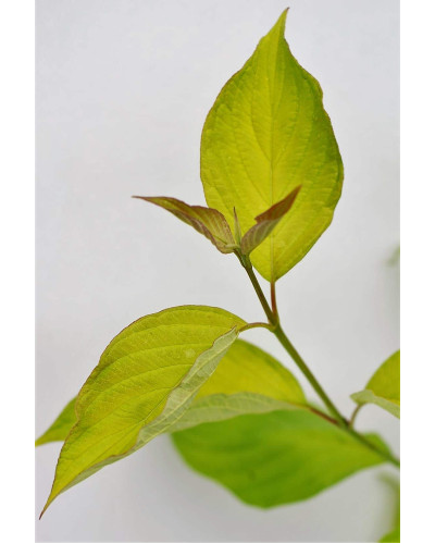 Дерен білий Ауреа | Cornus alba Aurea | Дерен белый Ауреа