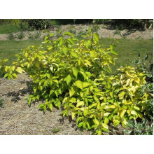 Дерен білий Ауреа | Cornus alba Aurea | Дерен белый Ауреа