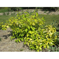 Дерен білий Ауреа | Cornus alba Aurea | Дерен белый Ауреа