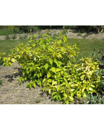 Дерен білий Ауреа | Cornus alba Aurea | Дерен белый Ауреа