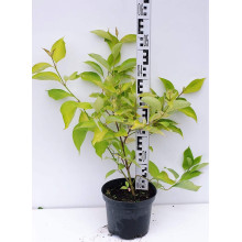 Дерен білий Ауреа | Cornus alba Aurea | Дерен белый Ауреа
