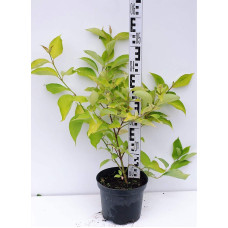 Дерен білий Ауреа | Cornus alba Aurea | Дерен белый Ауреа