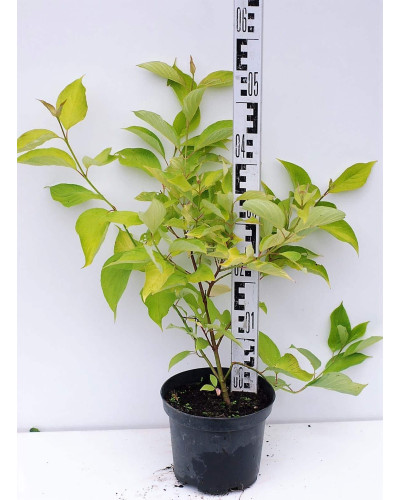 Дерен білий Ауреа | Cornus alba Aurea | Дерен белый Ауреа