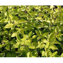 Дерен білий Ауреа | Cornus alba Aurea | Дерен белый Ауреа