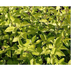 Дерен білий Ауреа | Cornus alba Aurea | Дерен белый Ауреа