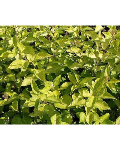 Дерен білий Ауреа | Cornus alba Aurea | Дерен белый Ауреа